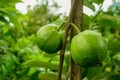 Young green guava fruit Hang on the guava tree. Psidium guajava Royalty Free Stock Photo