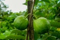 Young green guava fruit Hang on the guava tree. Psidium guajava Royalty Free Stock Photo