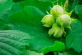 Young green hazelnut nuts and green leaf