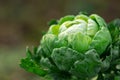 Young green head of cabbage, brussels sprout closeup