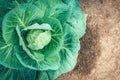 Young green head of cabbage in closeup. Cabbage growing in the garden Royalty Free Stock Photo