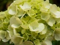 Young green hydrangea in detail. Romantic.