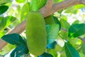 Young green Jackfruits hanging on the tree.