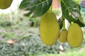 Young green jackfruits hanging on the tree in the garden