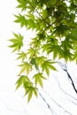 Young green Japanese maple tree leaves illuminated by sunlight background Royalty Free Stock Photo