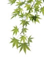 Young green Japanese maple tree leaves illuminated by sunlight o Royalty Free Stock Photo