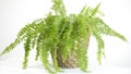 Young green juicy bracken in a pot on a light background Royalty Free Stock Photo