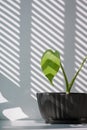Young jungle Monstera plant is growing in black flower pot on white table with sunlight and shadow on surface