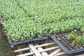 Young green kale ,plant nurseries