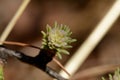 Young green larch needles on a twig