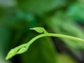 Young green leaf with blurry background Royalty Free Stock Photo