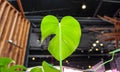 Young green leaf of monstera close-up indoors. Office greening, eco concept. Valentine`s Day