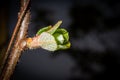 Young green leaf opens from buds on a tree branch