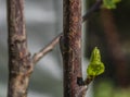 Young green leafs in spring color sunny day Royalty Free Stock Photo