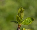 Young green leafs in spring color sunny day Royalty Free Stock Photo