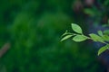 young green leafy leaves of green tea are abundant. Natural concept Royalty Free Stock Photo