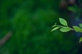 Young green leafy leaves of green tea are abundant. Natural concept Royalty Free Stock Photo