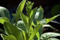 Young nicotiana alata plant backlit from sun Royalty Free Stock Photo