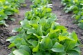 Young green leaves of arugula ruccola plant on the garden bed. Growing organic salad component , home farming, organic cultivation