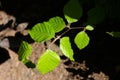 Young and green leaves of a beech tree in close-up in strong sunlight against a background of brown soil and shadow. Royalty Free Stock Photo