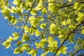 Young green leaves of a beech tree, closeup of branches Royalty Free Stock Photo