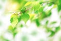 Young green leaves of birch. Beautiful spring background. Sunny day. Selective soft focus Royalty Free Stock Photo