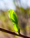Young green leaves bloom from buds on a branch, close-up view. Royalty Free Stock Photo