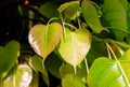 Young green leaves of Bodhi tree or Peepal tree