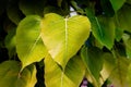 Young green leaves of Bodhi tree or Peepal tree