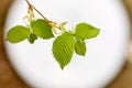 Young green leaves on branch against the backdrop Royalty Free Stock Photo