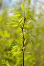 Young green leaves on branch with blurry green background Royalty Free Stock Photo