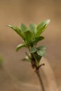 young green leaves on a branch in the forest Royalty Free Stock Photo