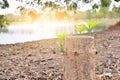 Young green leaves and branch growth with old tree stump, beautiful landscape