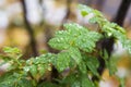 Young green leaves on a branch after rain on a blurry background. Seasons Royalty Free Stock Photo