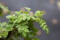 Young green leaves on a branch after rain on a blurry background. Seasons Royalty Free Stock Photo