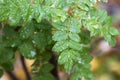 Young green leaves on a branch after rain on a blurry background. Seasons Royalty Free Stock Photo