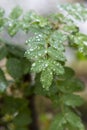 Young green leaves on a branch after rain on a blurry background. Seasons Royalty Free Stock Photo