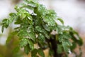Young green leaves on a branch after rain on a blurry background. Seasons Royalty Free Stock Photo