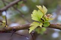 Young green leaves on a branch after rain on a blurry background. Seasons Royalty Free Stock Photo