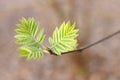 Young light green leaves on a branch. Spring greens in the forest.