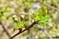 Young green leaves and buds of a cherry on a tree branch on a blurred background. Spring. Bloom Royalty Free Stock Photo