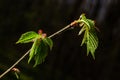 Young green leaves of Carpinus betulus, the European or common hornbeam. Beautiful twigs on blurred brown spring background. Royalty Free Stock Photo