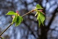 Young green leaves of Carpinus betulus, the European or common hornbeam. Beautiful twigs on blurred brown spring background. Royalty Free Stock Photo