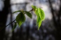 Young green leaves of Carpinus betulus, the European or common hornbeam. Beautiful twigs on blurred brown spring background. Royalty Free Stock Photo