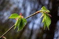 Young green leaves of Carpinus betulus, the European or common hornbeam. Beautiful twigs on blurred brown spring background. Royalty Free Stock Photo