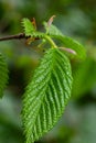 Young green leaves of Carpinus betulus, the European or common hornbeam. Beautiful twigs on blurred brown spring background. Royalty Free Stock Photo