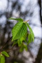 Young green leaves of Carpinus betulus, the European or common hornbeam. Beautiful twigs on blurred brown spring background. Royalty Free Stock Photo