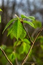 Young green leaves of Carpinus betulus, the European or common hornbeam. Beautiful twigs on blurred brown spring background. Royalty Free Stock Photo