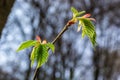 Young green leaves of Carpinus betulus, the European or common hornbeam. Beautiful twigs on blurred brown spring background. Royalty Free Stock Photo