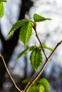 Young green leaves of Carpinus betulus, the European or common hornbeam. Beautiful twigs on blurred brown spring background. Royalty Free Stock Photo